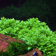 Staurogyne Repens