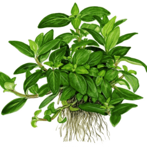 Staurogyne Repens