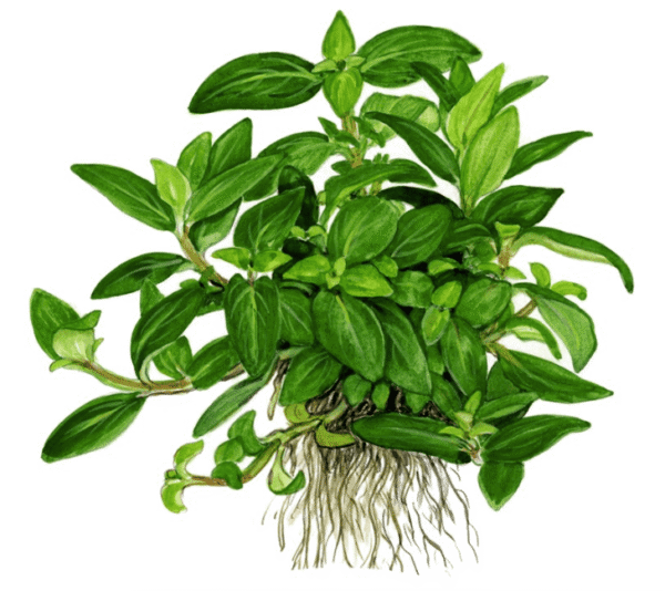 Staurogyne Repens
