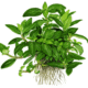 Staurogyne Repens