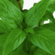 Staurogyne Repens