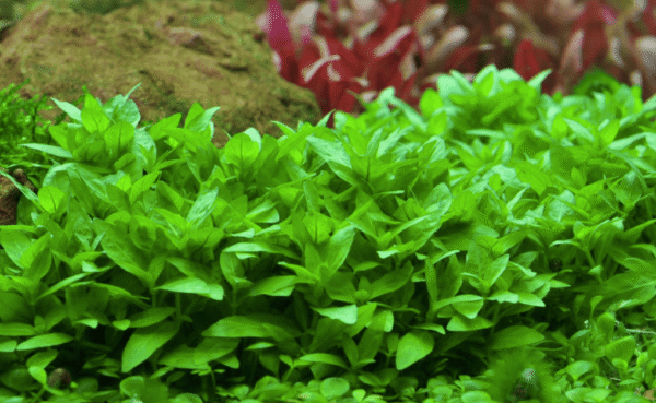 Staurogyne Repens