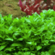 Staurogyne Repens