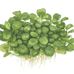 Anubias Barteri 'Mini Coin'