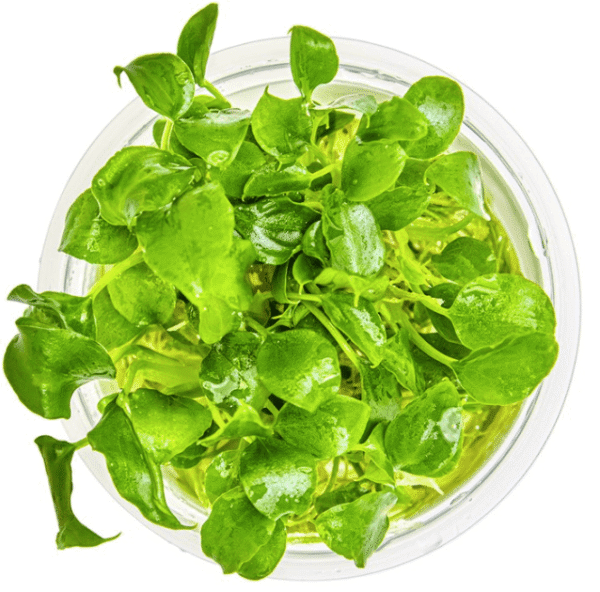 Schismatoglottis Prietoi