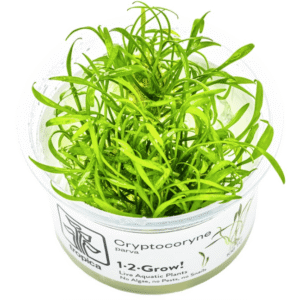 Cryptocoryne Parva