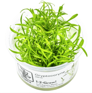 Cryptocoryne Parva