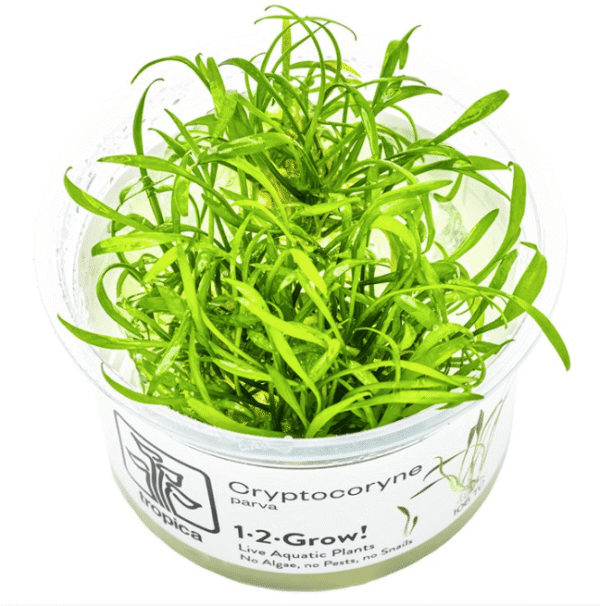 Cryptocoryne Parva