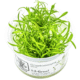 Cryptocoryne Parva