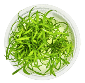 Cryptocoryne Parva