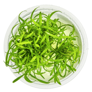 Cryptocoryne Parva