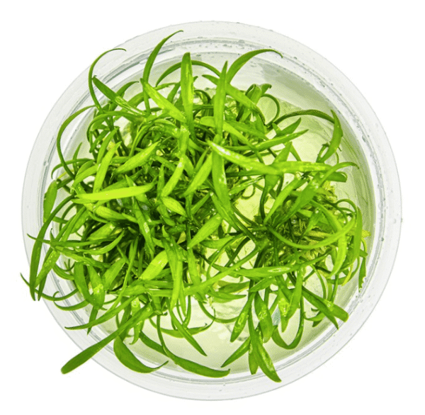 Cryptocoryne Parva