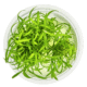 Cryptocoryne Parva