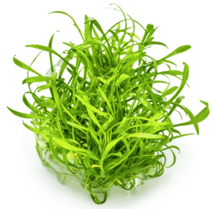 Cryptocoryne Parva