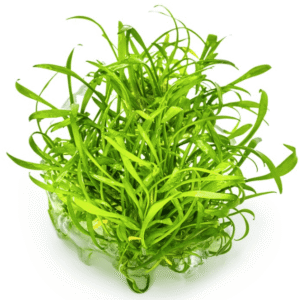 Cryptocoryne Parva