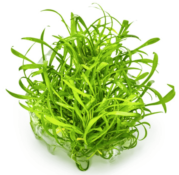 Cryptocoryne Parva