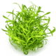 Cryptocoryne Parva