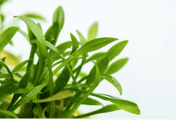 Cryptocoryne Parva