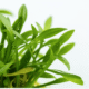 Cryptocoryne Parva