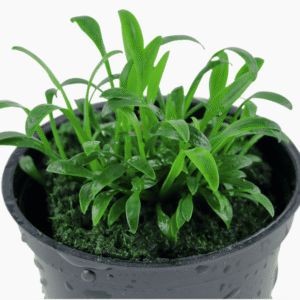 Cryptocoryne Parva