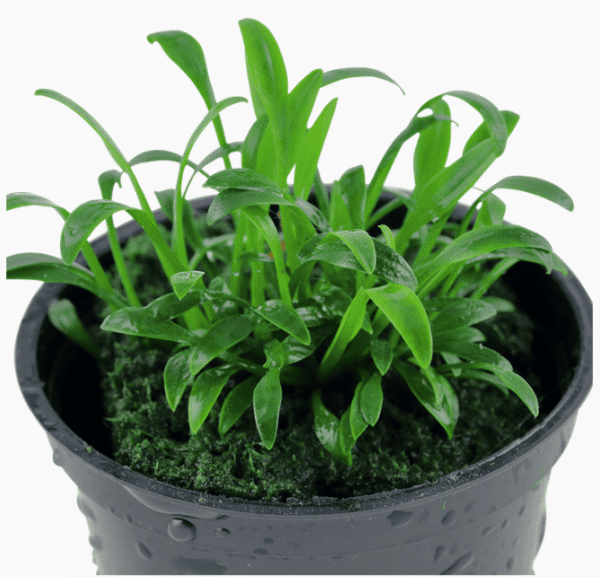 Cryptocoryne Parva