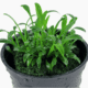 Cryptocoryne Parva