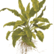Cryptocoryne wendtii 'Green'