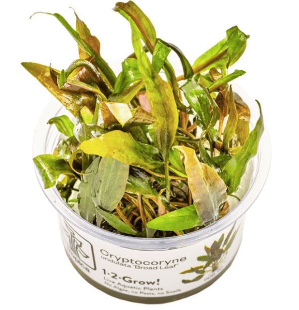 Cryptocoryne Undulata 'Broad Leaf'