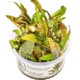 Cryptocoryne Undulata 'Broad Leaf'