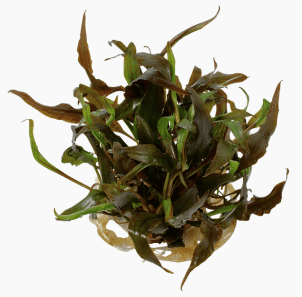 Cryptocoryne Undulata 'Broad Leaf'