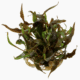 Cryptocoryne Undulata 'Broad Leaf'