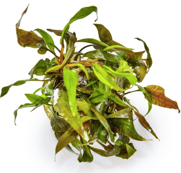 Cryptocoryne Undulata 'Broad Leaf'