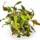 Cryptocoryne Undulata 'Broad Leaf'