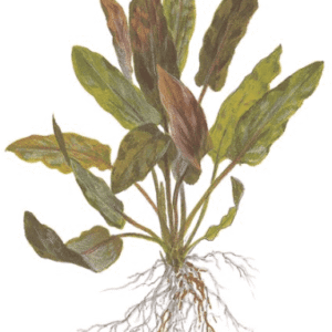 Cryptocoryne Undulata 'Broad Leaf'