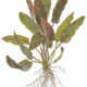Cryptocoryne Undulata 'Broad Leaf'