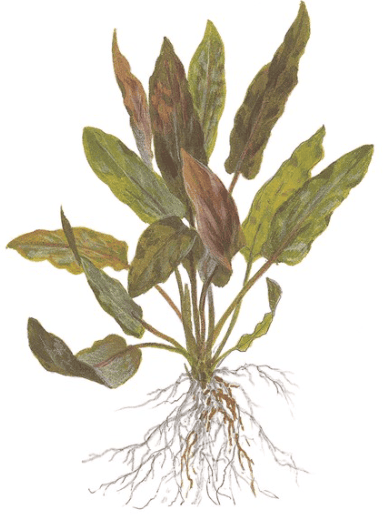 Cryptocoryne Undulata 'Broad Leaf'