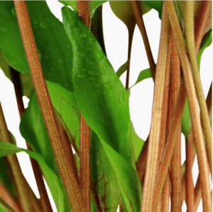 Cryptocoryne Undulata 'Broad Leaf'