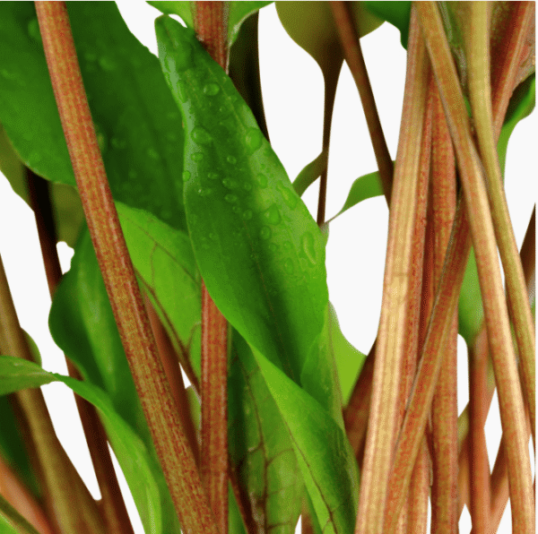Cryptocoryne Undulata 'Broad Leaf'