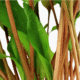 Cryptocoryne Undulata 'Broad Leaf'