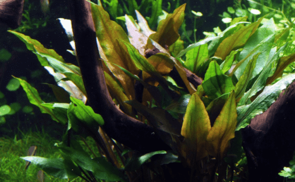 Cryptocoryne Undulata 'Broad Leaf'