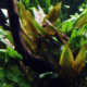 Cryptocoryne Undulata 'Broad Leaf'