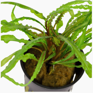 Cryptocoryne Crispatula