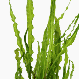 Cryptocoryne Crispatula