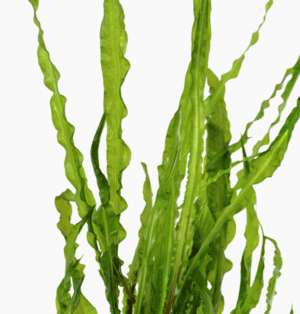 Cryptocoryne Crispatula