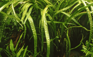 Cryptocoryne Crispatula