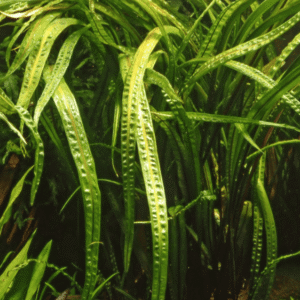 Cryptocoryne Crispatula
