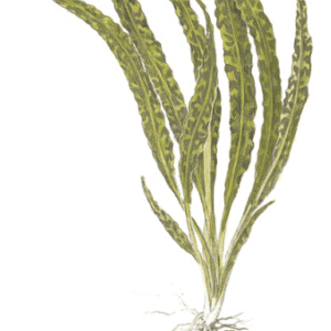 Cryptocoryne Crispatula