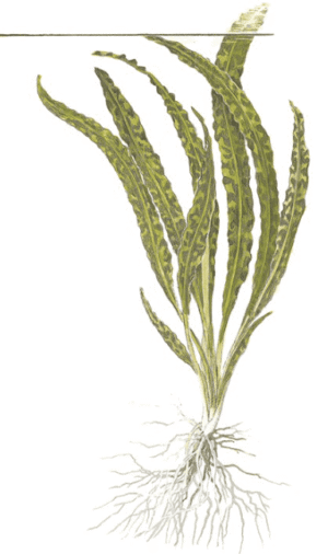 Cryptocoryne Crispatula