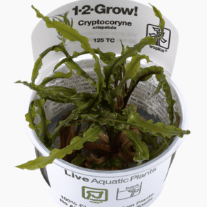 Cryptocoryne Crispatula