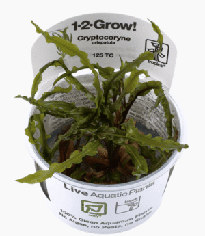 Cryptocoryne Crispatula